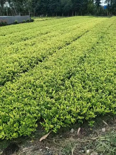 园区内道路绿化工程管理办法