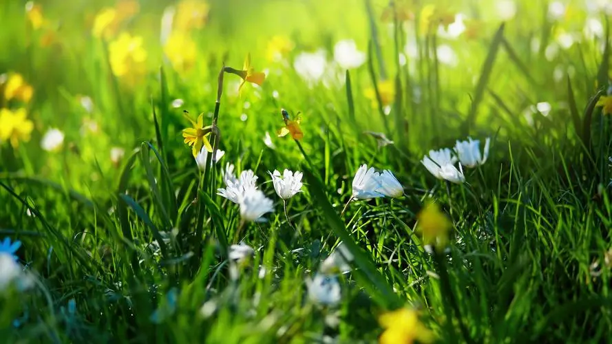 偃师绿化花卉苗木批发市场